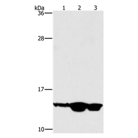 HES5 Antibody from Signalway Antibody (37617) - Antibodies.com