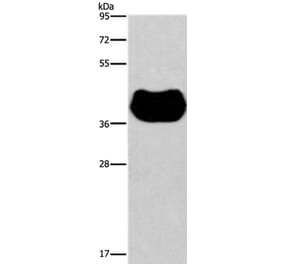 HRH2 Antibody from Signalway Antibody (37631) - Antibodies.com