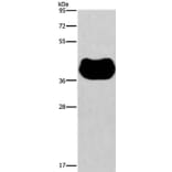 HRH2 Antibody from Signalway Antibody (37631) - Antibodies.com