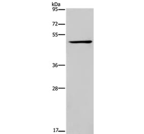 IRF4 Antibody from Signalway Antibody (37663) - Antibodies.com