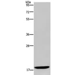 KLLN Antibody from Signalway Antibody (37689) - Antibodies.com