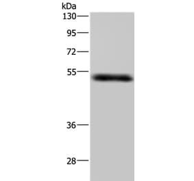 MST4 Antibody from Signalway Antibody (37740) - Antibodies.com