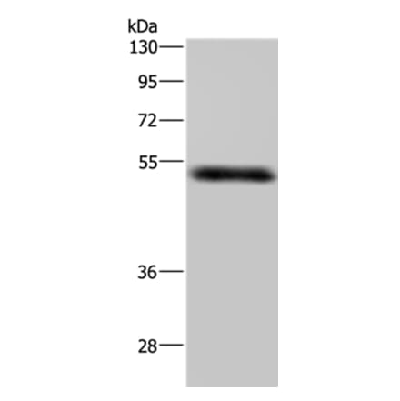 MST4 Antibody from Signalway Antibody (37740) - Antibodies.com
