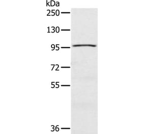 CIZ1 Antibody from Signalway Antibody (37856) - Antibodies.com