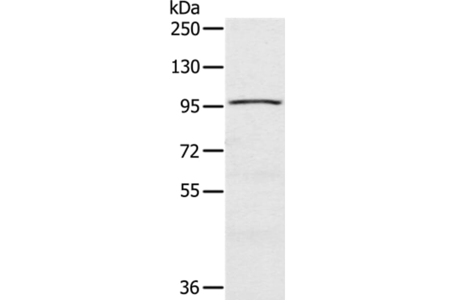 CIZ1 Antibody from Signalway Antibody (37856) - Antibodies.com