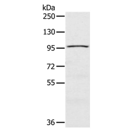 CIZ1 Antibody from Signalway Antibody (37856) - Antibodies.com