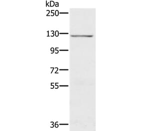 CDH4 Antibody from Signalway Antibody (37865) - Antibodies.com