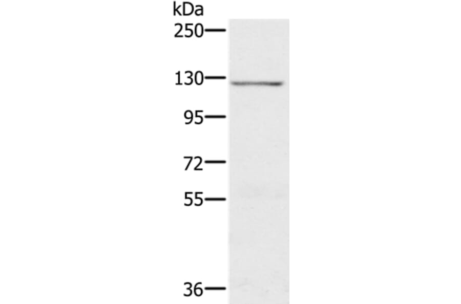 CDH4 Antibody from Signalway Antibody (37865) - Antibodies.com