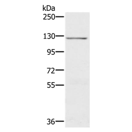 CDH4 Antibody from Signalway Antibody (37865) - Antibodies.com