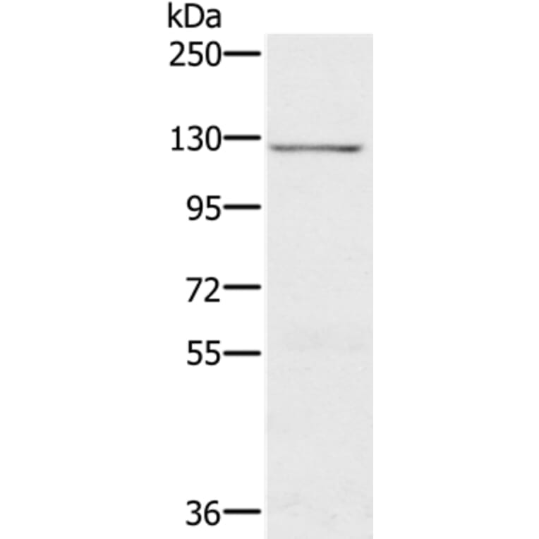 CDH4 Antibody from Signalway Antibody (37865) - Antibodies.com