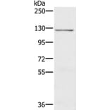 CDH4 Antibody from Signalway Antibody (37865) - Antibodies.com