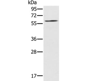 RELB Antibody from Signalway Antibody (37866) - Antibodies.com