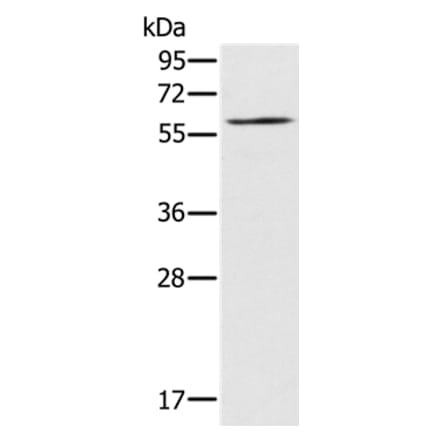 RELB Antibody from Signalway Antibody (37866) - Antibodies.com