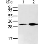 RNLS Antibody from Signalway Antibody (37867) - Antibodies.com