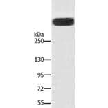 RYR1 Antibody from Signalway Antibody (37887) - Antibodies.com