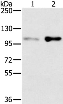 Gel: 6%SDS-PAGE Lysates (from left to right): HT-29 and 293T cell Amount of lysate: 40ug per lane Primary antibody: 1/400 dilution Secondary antibody dilution: 1/8000 Exposure time: 2 minutes