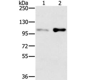 SLTM Antibody from Signalway Antibody (37953) - Antibodies.com
