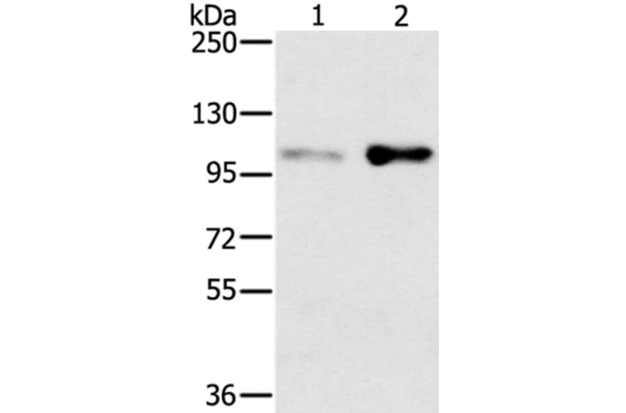 SLTM Antibody from Signalway Antibody (37953) - Antibodies.com