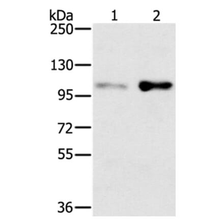 SLTM Antibody from Signalway Antibody (37953) - Antibodies.com