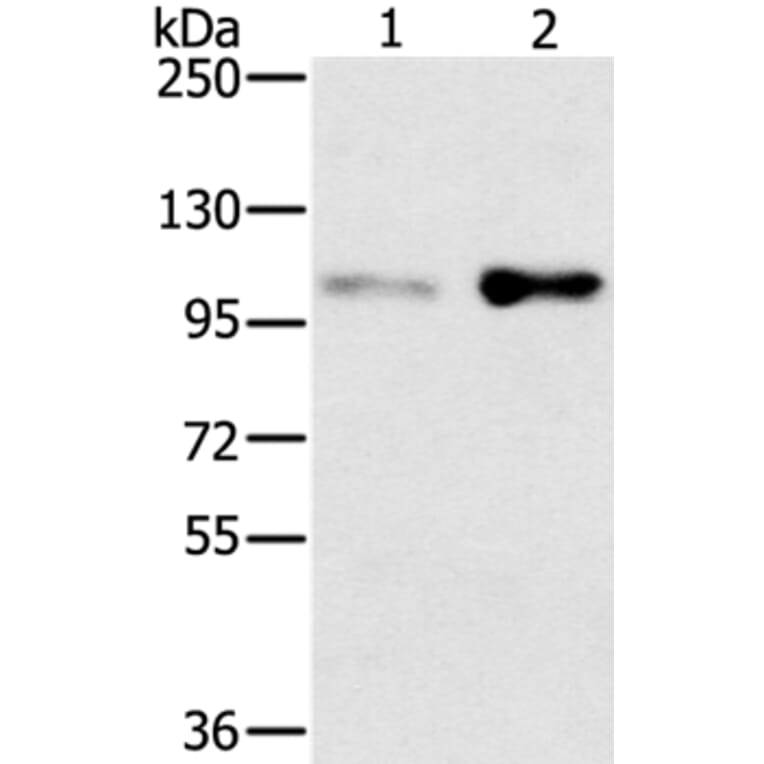 SLTM Antibody from Signalway Antibody (37953) - Antibodies.com