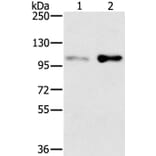 SLTM Antibody from Signalway Antibody (37953) - Antibodies.com
