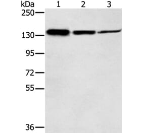 SMC2 Antibody from Signalway Antibody (37956) - Antibodies.com