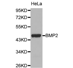 Western blot - BMP2 antibody from Signalway Antibody (38107) - Antibodies.com