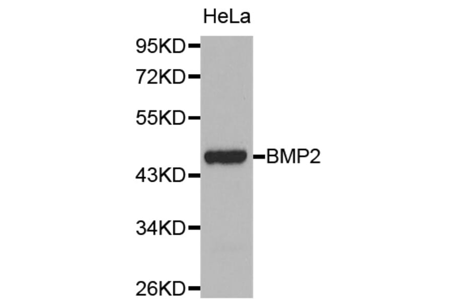 Western blot - BMP2 antibody from Signalway Antibody (38107) - Antibodies.com