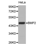 Western blot - BMP2 antibody from Signalway Antibody (38107) - Antibodies.com