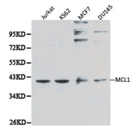 Western blot - MCL1 antibody from Signalway Antibody (38113) - Antibodies.com