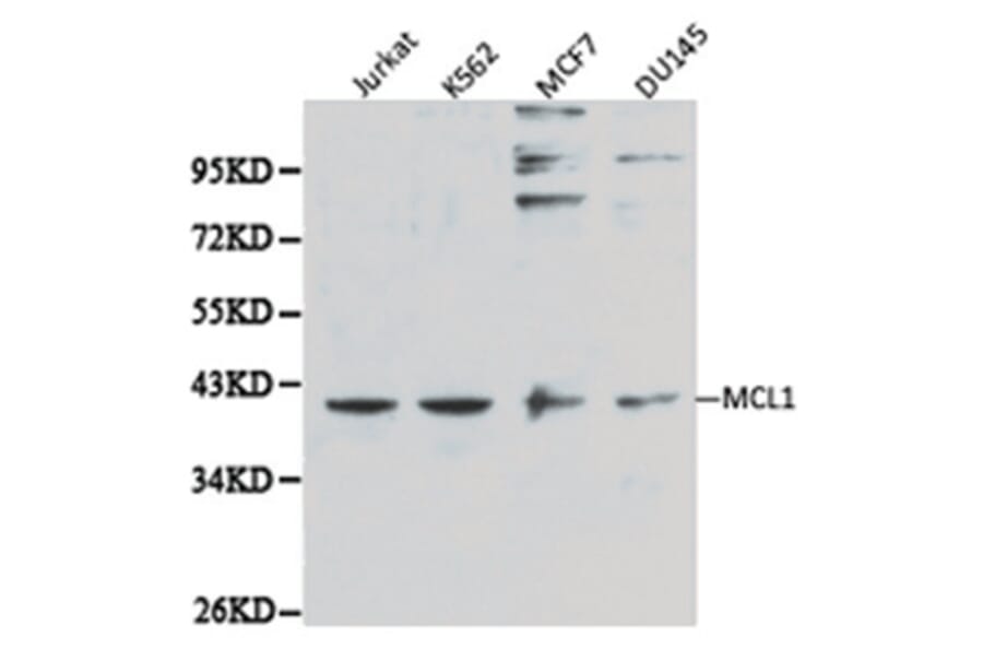 Western blot - MCL1 antibody from Signalway Antibody (38113) - Antibodies.com