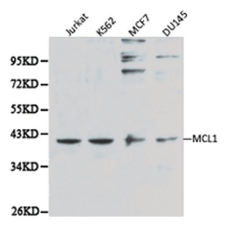 Western blot - MCL1 antibody from Signalway Antibody (38113) - Antibodies.com