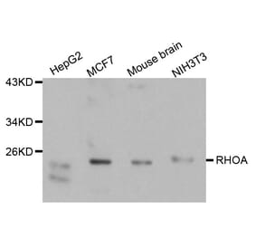 Western blot - RhoA antibody from Signalway Antibody (38121) - Antibodies.com