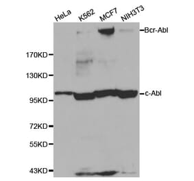 Western blot - ABL1 antibody from Signalway Antibody (38124) - Antibodies.com