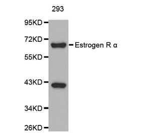 Western blot - ESR1 antibody from Signalway Antibody (38128) - Antibodies.com