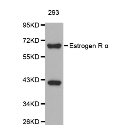Western blot - ESR1 antibody from Signalway Antibody (38128) - Antibodies.com