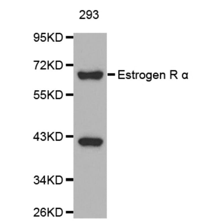 Western blot - ESR1 antibody from Signalway Antibody (38128) - Antibodies.com
