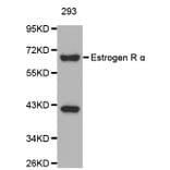 Western blot - ESR1 antibody from Signalway Antibody (38128) - Antibodies.com
