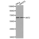 Western blot - AKT2 antibody from Signalway Antibody (38130) - Antibodies.com