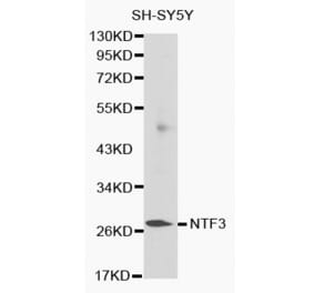 Western blot - NTF3 antibody from Signalway Antibody (38132) - Antibodies.com