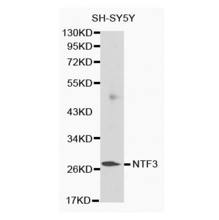 Western blot - NTF3 antibody from Signalway Antibody (38132) - Antibodies.com
