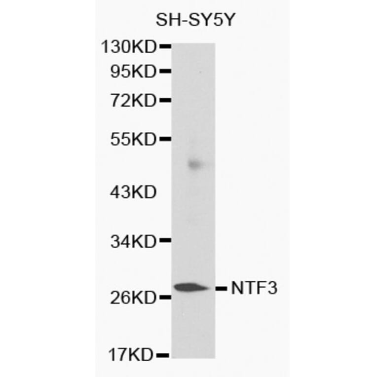 Western blot - NTF3 antibody from Signalway Antibody (38132) - Antibodies.com