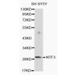 Western blot - NTF3 antibody from Signalway Antibody (38132) - Antibodies.com