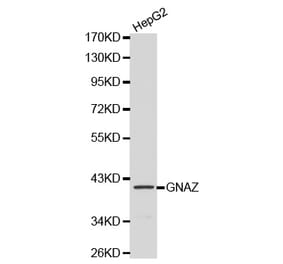 Western blot - GNAZ antibody from Signalway Antibody (38135) - Antibodies.com