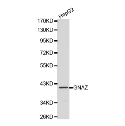 Western blot - GNAZ antibody from Signalway Antibody (38135) - Antibodies.com