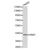 Western blot - GNAZ antibody from Signalway Antibody (38135) - Antibodies.com