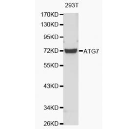 Western blot - ATG7 antibody from Signalway Antibody (38148) - Antibodies.com