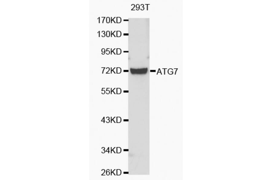 Western blot - ATG7 antibody from Signalway Antibody (38148) - Antibodies.com
