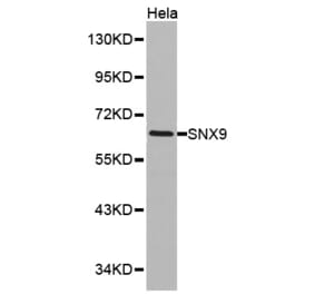 Western blot - SNX9 antibody from Signalway Antibody (38157) - Antibodies.com