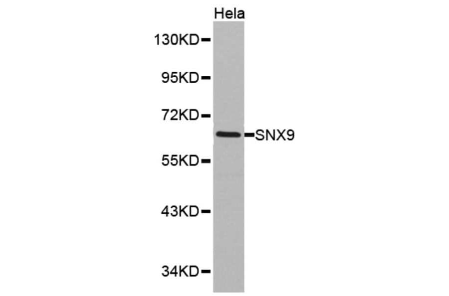 Western blot - SNX9 antibody from Signalway Antibody (38157) - Antibodies.com
